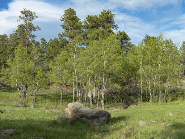 Spring Aspens by John Freeman